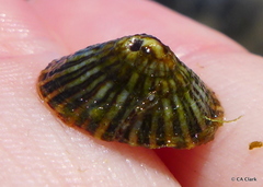 Siphonaria