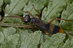 Sphictostethus connectens