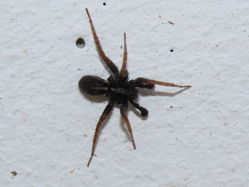 Spotted Wolf Spider, Voorschoten, Nederland, photo 9 of 10