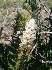 Echiostachys spicatus