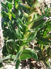 Echiostachys spicatus