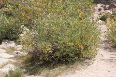 Salix orestera