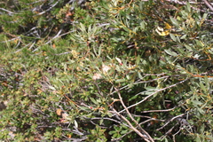 Salix orestera