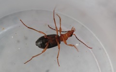 Brachinus crepitans