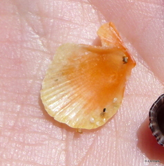 Laevichlamys cuneata