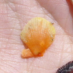 Laevichlamys cuneata