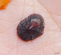 Siphonaria normalis