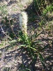 Echiostachys spicatus