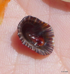 Siphonaria normalis