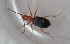 Brachinus crepitans