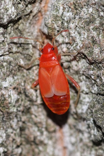 European Firebug, photo 5 of 10
