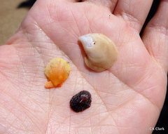 Laevichlamys cuneata