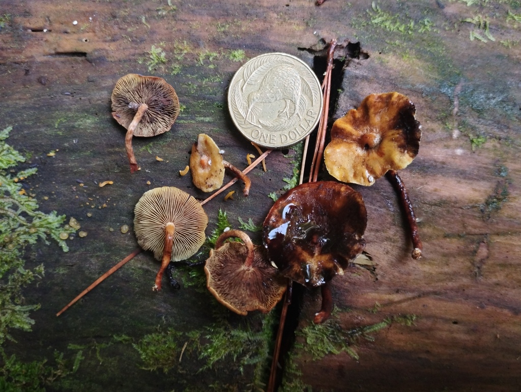 Hypholoma acutum · April 2025 · photo: © geoffr (iNaturalist, cc0)