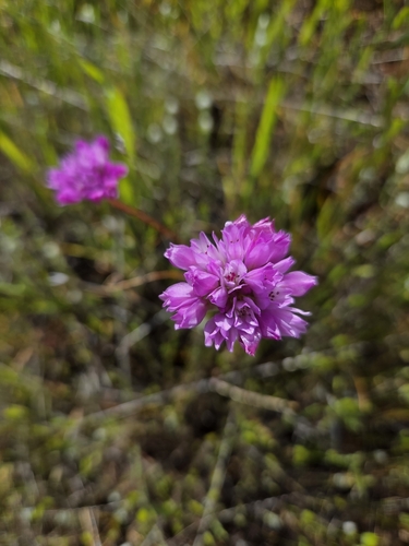 Image of Allium serra by no rights reserved