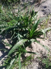 Echiostachys spicatus