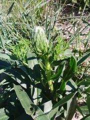 Echiostachys spicatus