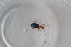 Brachinus crepitans