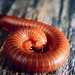 Rusty Millipede - Photo (c) Kristopher Zeigler, some rights reserved (CC BY-NC), uploaded by Kristopher Zeigler