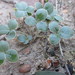 Pelargonium elandsmontanum - Photo (c) Riaan van der Walt, algunos derechos reservados (CC BY-NC), subido por Riaan van der Walt