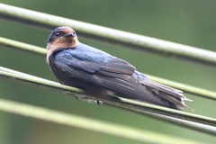 Pacific Swallow photo 3