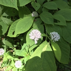 Marshallia trinervia