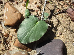 Pelargonium asarifolium