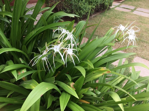 Beach Spider Lily