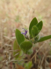 Trichostema oblongum