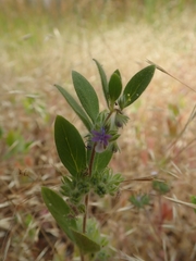 Trichostema oblongum