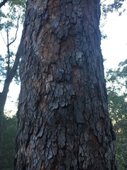 Corymbia trachyphloia