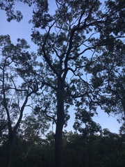 Corymbia trachyphloia