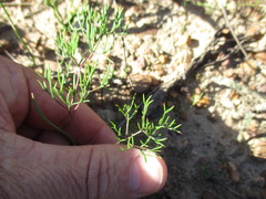 Pelargonium anethifolium