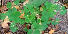 Oxalis stricta
