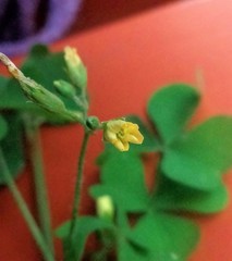 Oxalis stricta
