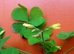 Oxalis stricta