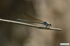 Argia anceps