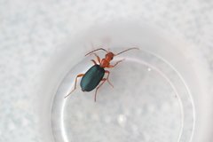Brachinus crepitans