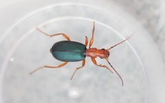 Brachinus crepitans
