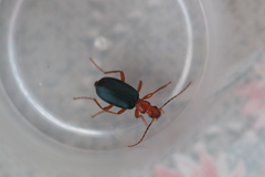 Brachinus crepitans