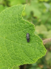 Coraebini