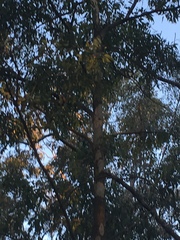 Eucalyptus propinqua