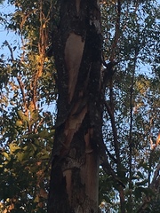 Eucalyptus propinqua