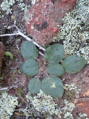 Pelargonium pallidoflavum