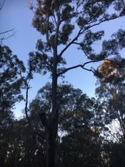 Eucalyptus propinqua
