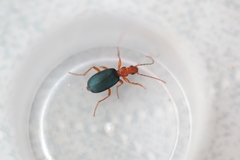 Brachinus crepitans