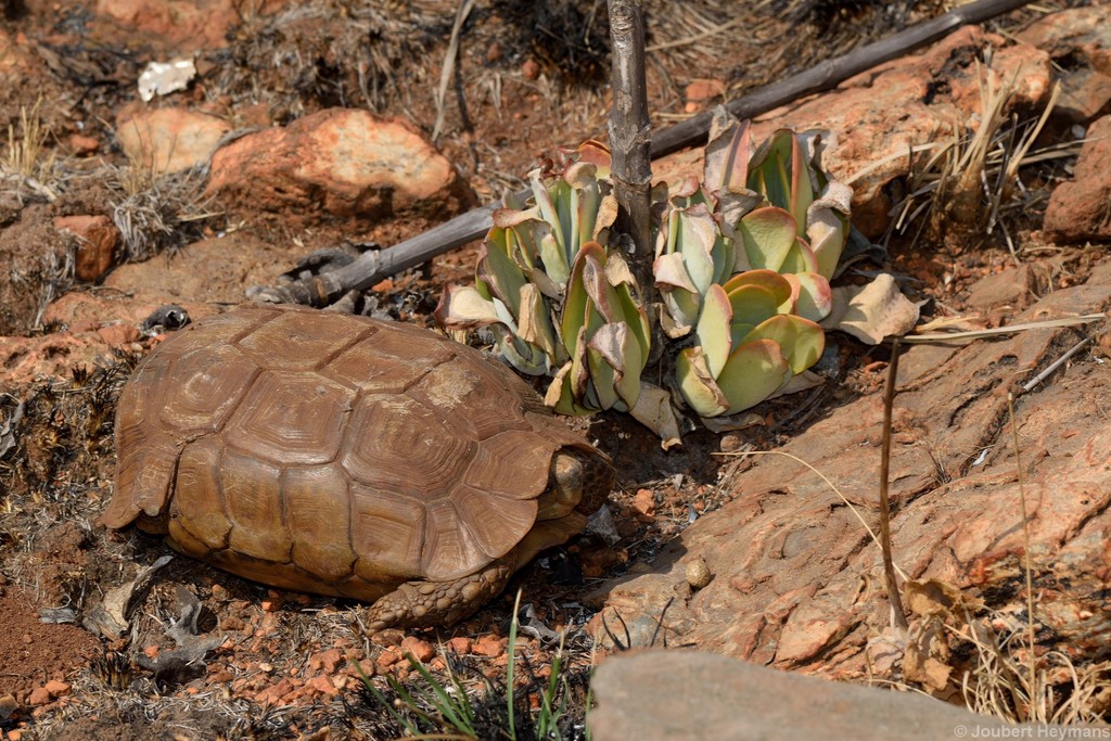 Lobatse Hingeback Tortoise