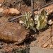 Lobatse Hingeback Tortoise - Photo (c) Joubert Heymans, some rights reserved (CC BY-NC-ND), uploaded by Joubert Heymans