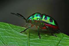 Chrysocoris stollii