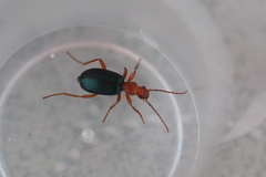 Brachinus crepitans