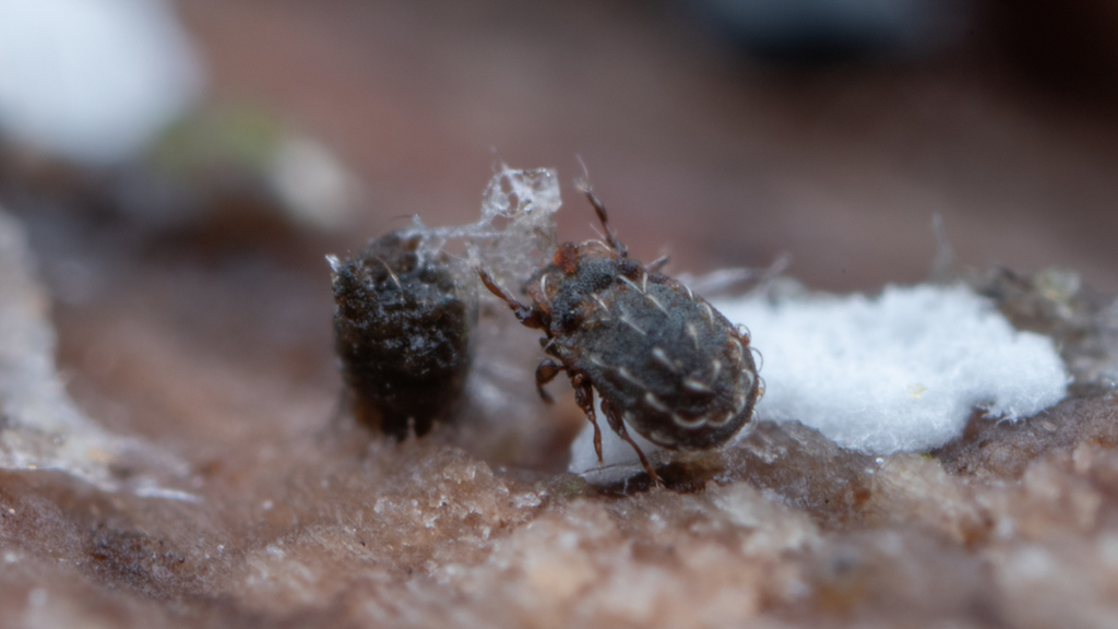 Austrocarabodes